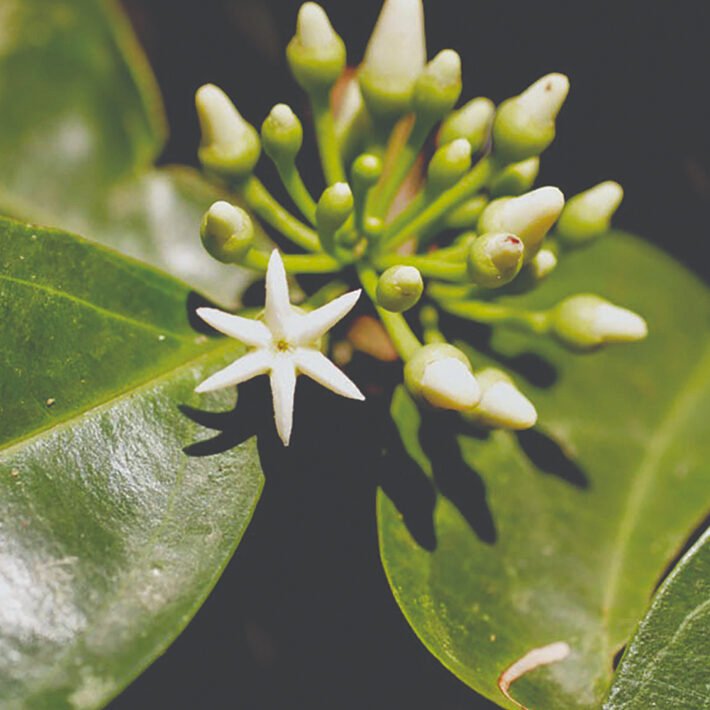 Muira Puama Extract